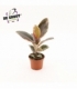 Ficus