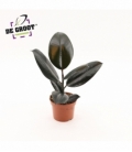Ficus