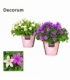 Campanula