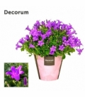 Campanula