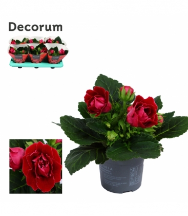 Gloxinia