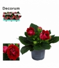 Gloxinia