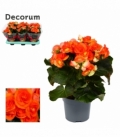 Begonia