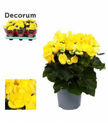 Begonia