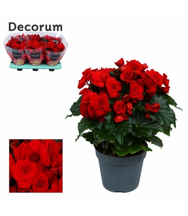 Begonia