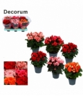 Begonia