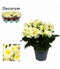 Begonia