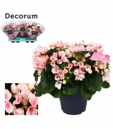 Begonia