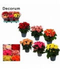 Begonia