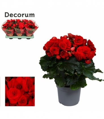 Begonia