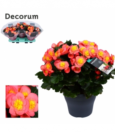 Begonia