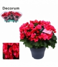 Begonia