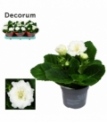 Gloxinia