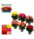 Begonia