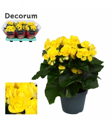 Begonia