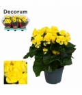 Begonia