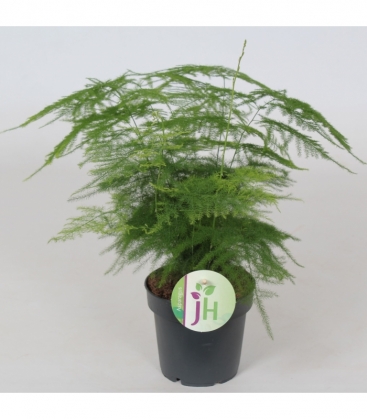 Asparagus