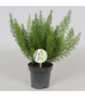 Asparagus