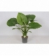Alocasia