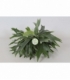 Platycerium