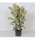 Ficus