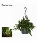 Microgramma