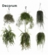 Rhipsalis