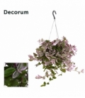 Tradescantia