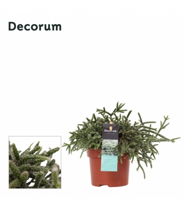 Rhipsalis