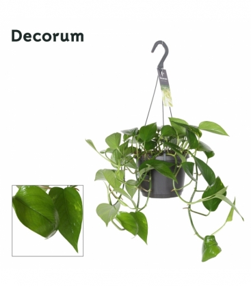 Epipremnum