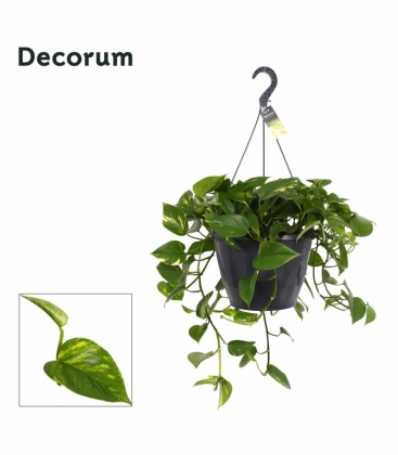 Epipremnum