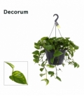 Epipremnum