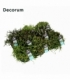Rhipsalis