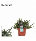 Rhipsalis