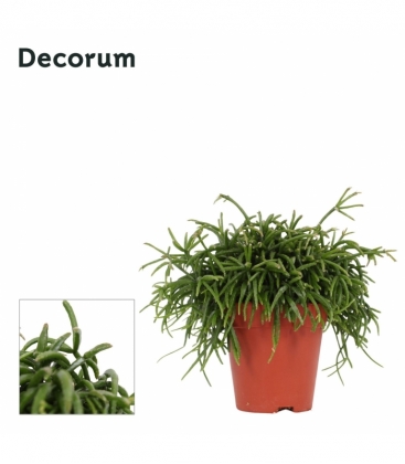 Rhipsalis