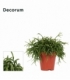 Rhipsalis