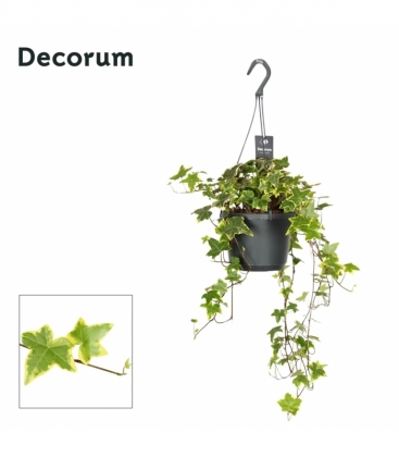 Hedera
