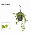 Hedera
