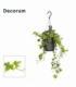 Hedera