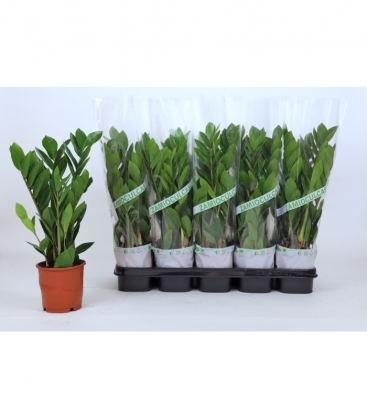 Zamioculcas