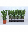 Zamioculcas
