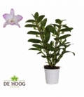 Dendr.