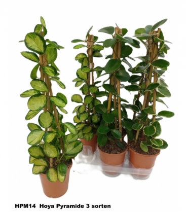Hoya