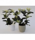 Stephanotis