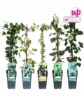 Hedera