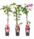 Parthenocissus