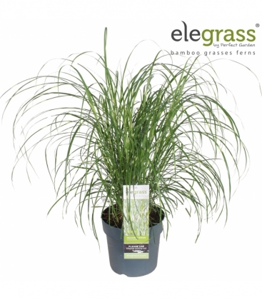 Miscanthus