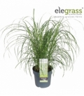 Miscanthus