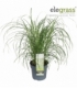 Miscanthus