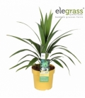 Cordyline